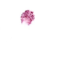 pastel rose sur calque,nuque david, 21x29,7cm, 2008 MX 50